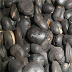 19usd Ngryise 20Pcs A Set Vicia faba broad bean black seed