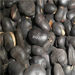 19usd Ngryise 20Pcs A Set Vicia faba broad bean black seed