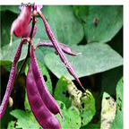19usd Ngryise 200Pcs A Set purple peas wandou seed