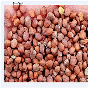 19usd Ngryise 3000Pcs A Set   Raphanus sativus  red heart seed