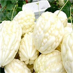 19usd Ngryise 500Pcs A Set  apple shape white bitter melon seed