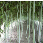 19usd Ngryise 500Pcs A Set  Trichosanthes anguina  seed