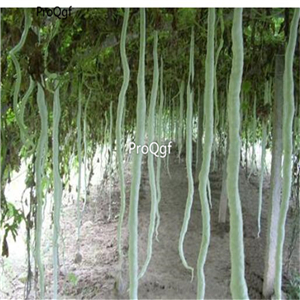 19usd Ngryise 500Pcs A Set  Trichosanthes anguina  seed