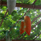 19usd Ngryise 500Pcs A Set changing color melon seed