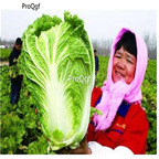 19usd Ngryise 5000Pcs A Set shandong giant cabbage seed