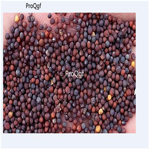19usd Ngryise 5000Pcs A Set shandong giant cabbage seed