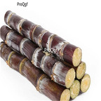 19usd Ngryise 500Pcs A Set Saccharum officinarum gaoliang seed