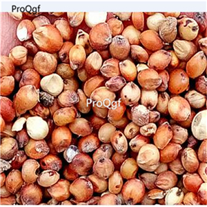 19usd Ngryise 500Pcs A Set Saccharum officinarum gaoliang seed