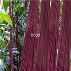 19usd Ngryise 100Pcs A Set king bean wujiadou seed