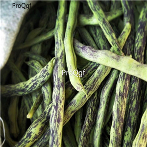 19usd Ngryise 100Pcs A Set king bean wujiadou seed