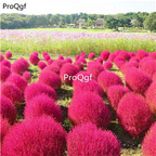 19usd Ngryise 30000Pcs A Set Kochia scoparia seed
