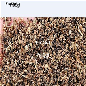 19usd Ngryise 30000Pcs A Set Kochia scoparia seed