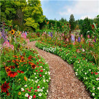 19usd Ngryise 30000Pcs A Set mixed random species wild flower seed
