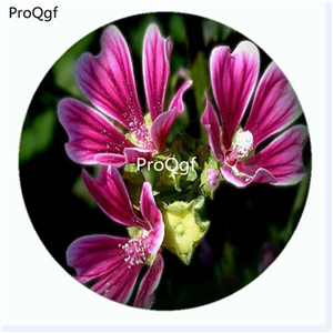 19usd Ngryise 3000Pcs A Set Malva sinensis Cavan seed