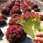 19usd Ngryise 6000Pcs A Set icecream series red lettuce seed