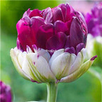 19usd Ngryise 20Pcs A Set purple white double tulip bulb
