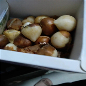19usd Ngryise 20Pcs A Set purple white double tulip bulb