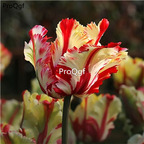 19usd Ngryise 20Pcs A Set red yellow stripe tulip bulb