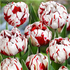 19usd Ngryise 20Pcs A Set red white tulip bulb