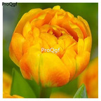 19usd Ngryise 20Pcs A Set orange world tulip bulb