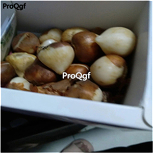 19usd Ngryise 20Pcs A Set orange world tulip bulb