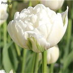 19usd Ngryise 20Pcs A Set white angel double petal tulip bulb