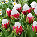 19usd Ngryise 20Pcs A Set white red icecream tulip bulb