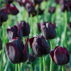 19usd Ngryise 20Pcs A Set chocolate tulip bulb