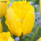 19usd Ngryise 20Pcs A Set gold susu tulip bulb
