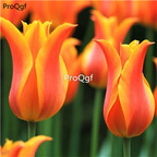 19usd Ngryise 20Pcs A Set orange with gold edge tulip bulb