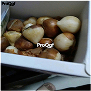 19usd Ngryise 20Pcs A Set orange with gold edge tulip bulb