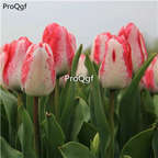 19usd Ngryise 20Pcs A Set pink white potted tulip bulb