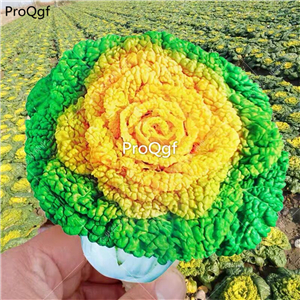 19usd Ngryise 2000Pcs A Set gold yellow cabbage seed