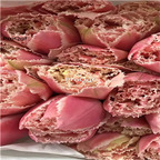 19usd Ngryise 20Pcs A Set pink susu tulip bulb