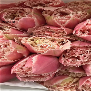 19usd Ngryise 20Pcs A Set pink susu tulip bulb