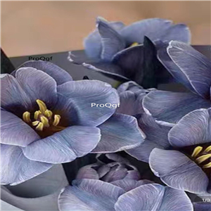 19usd Ngryise 20Pcs A Set midnight blue tulip bulb