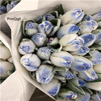 19usd Ngryise 20Pcs A Set brandy white blue tulip