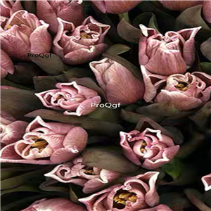 19usd Ngryise 20Pcs A Set ancient color tulip bulb