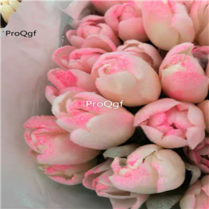 19usd 20Pcs A Set ice prince pink tulip bulb
