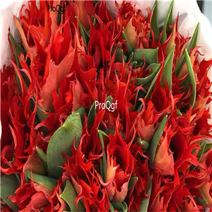 19usd Ngryise 20Pcs A Set red flying bird series tulip bulb