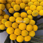 19usd Ngryise 3000Pcs A Set huangjin gold chrysanthemum difuzi seed