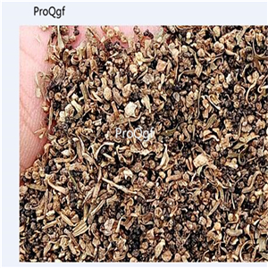 19usd Ngryise 3000Pcs A Set huangjin gold chrysanthemum difuzi seed