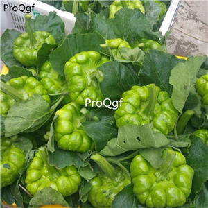 19usd Ngryise 300Pcs A Set yunnan pumpkin seed