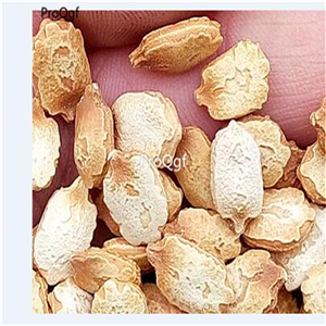 19usd Ngryise 300Pcs A Set yunnan bitter melon seed