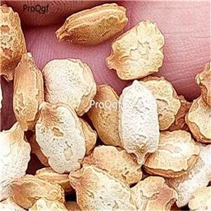 19usd Ngryise 300Pcs A Set yunnan black bitter melon seed