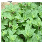19usd Ngryise 8000Pcs A Set Mesona chinensis bohe seed