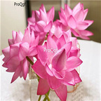 19usd Ngryise 200Pcs A Set fairy purple lotus seed