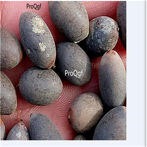 19usd Ngryise 200Pcs A Set fairy purple lotus seed