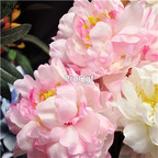 19usd Ngryise 200Pcs A Set pink fairy peony seed