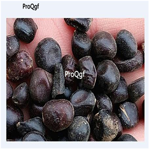 19usd Ngryise 200Pcs A Set pink fairy peony seed